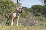 CANE CORSO 361